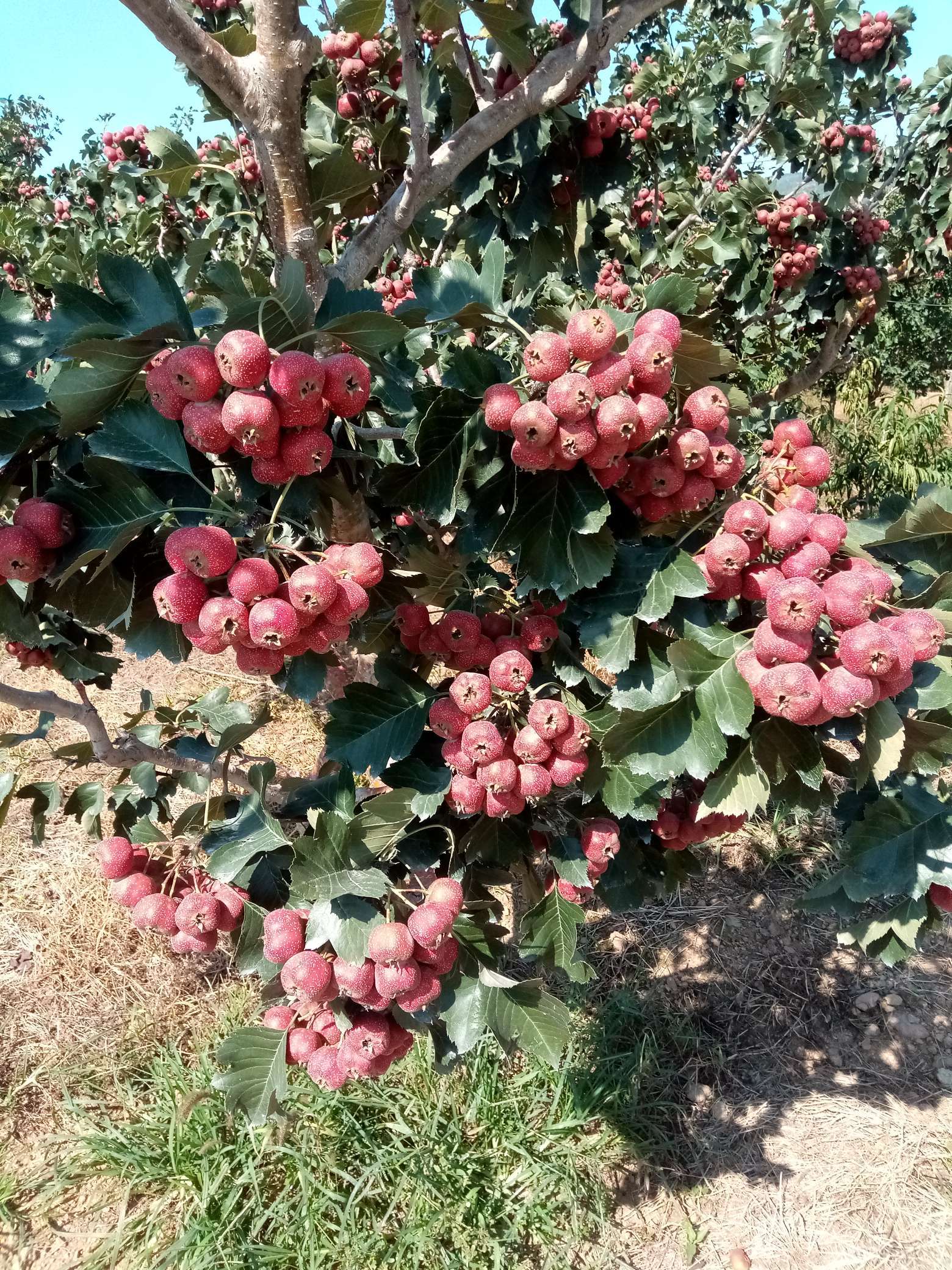 山楂树有什么病虫害如何防治,山楂树已经有锈病怎么治