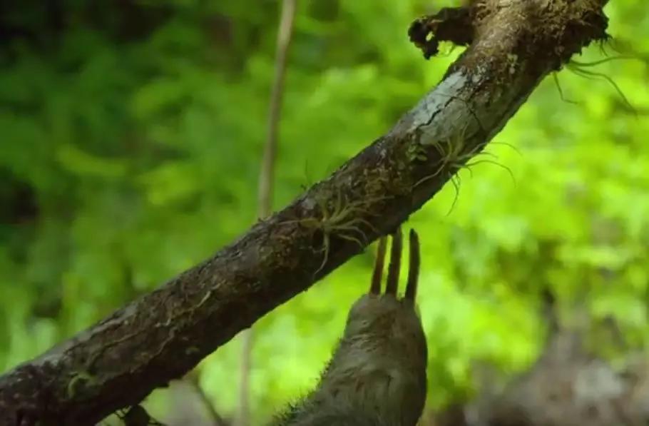 空气凤梨怎么固定,空气凤梨怎么控形