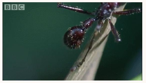 寄生兽的最终目的,寄生兽告诉我们的道理