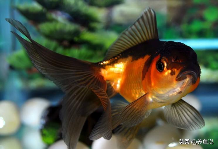 养什么龙鱼最好风水鱼,什么样的风水鱼好养