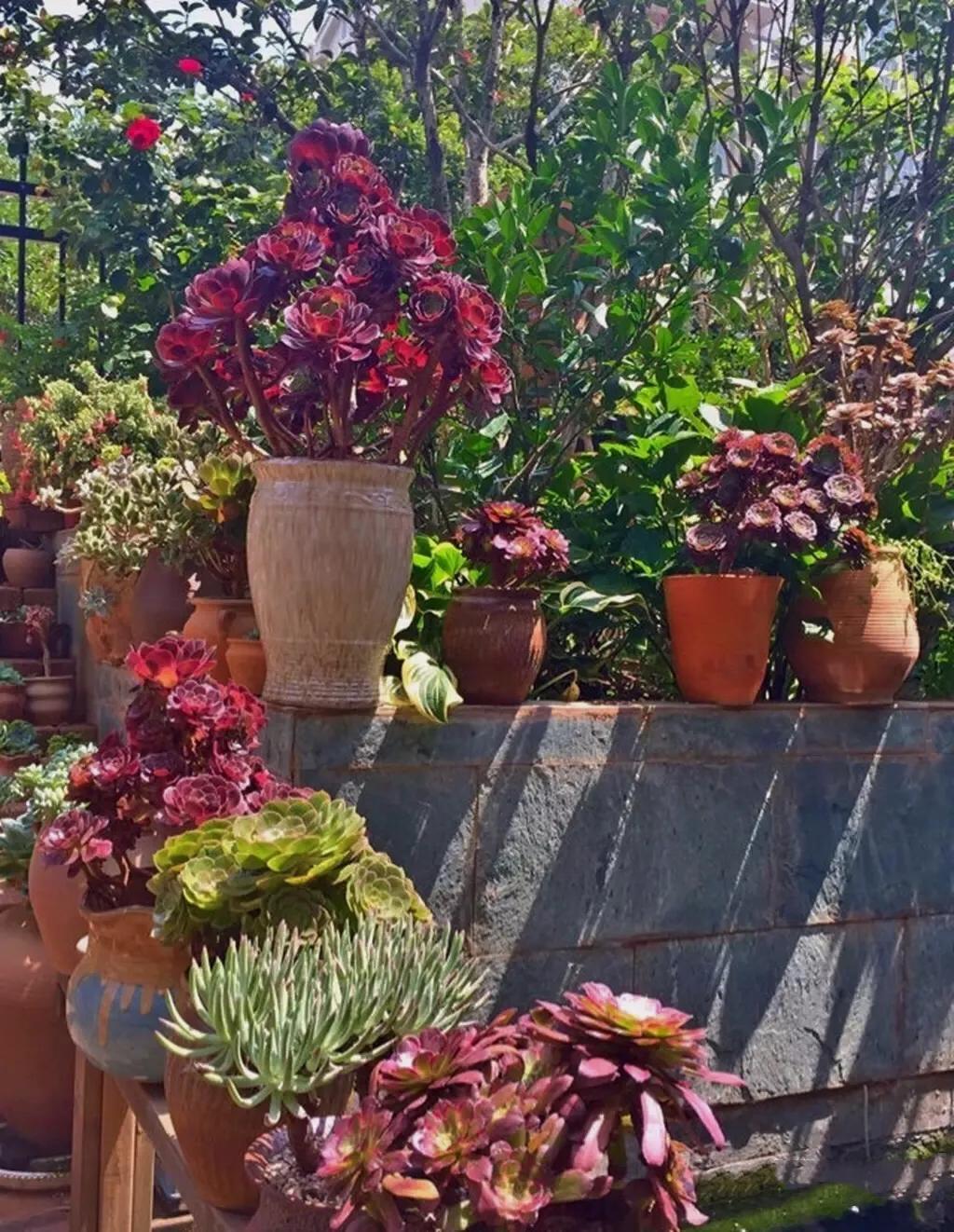 多肉法师韶羞现在能摘心吗,韶羞法师和荷兰玫瑰法师的区别