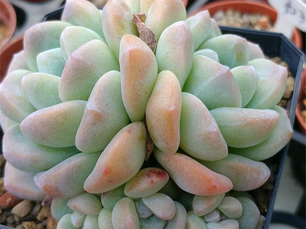 多肉小苗不值钱,多肉贵货夏天怎么养