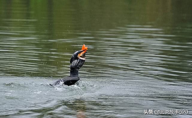鱼鹰入水抓鱼,鱼鹰抓鱼有多厉害