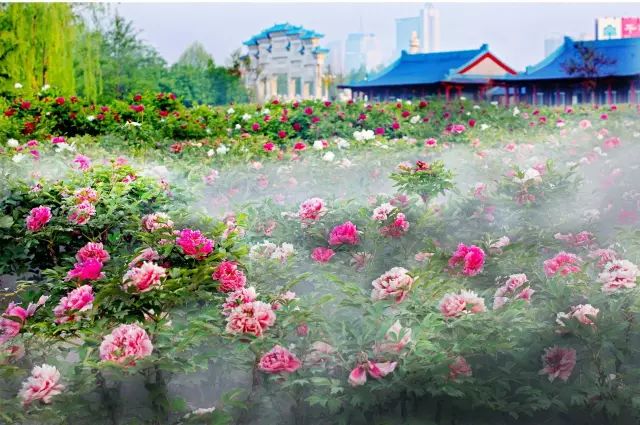 五一假期潍坊赏花踏青地推荐！这8个小众的绝美之地，一定要去走一走啊...