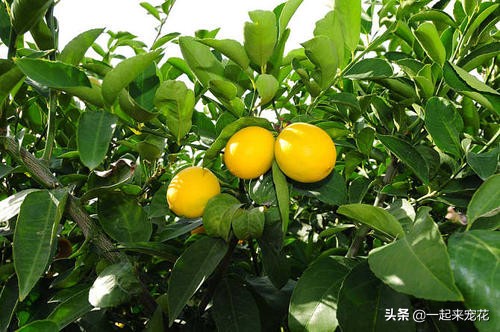 适合室内易养的树,适合家里养的开花的树