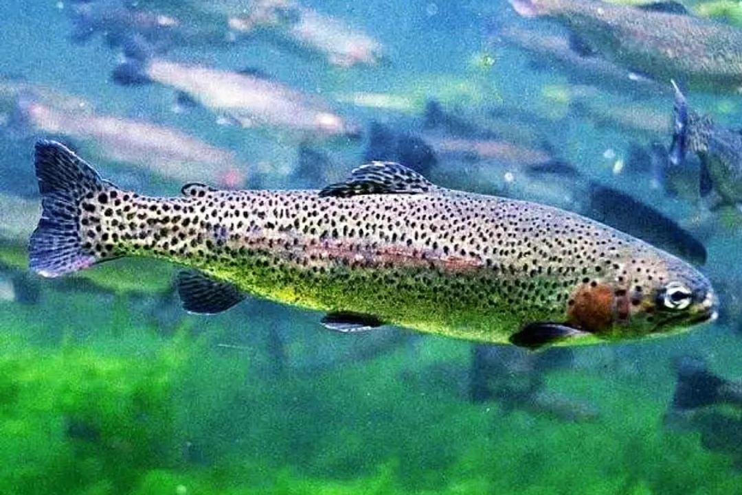 亚洲鲤鱼到底有多厉害,亚洲鲤鱼泛滥成灾的视频