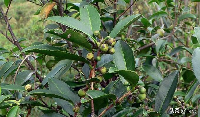 诚壹科普：山茶花树，茶叶树，茶油树傻傻分不清楚？关注我不迷路