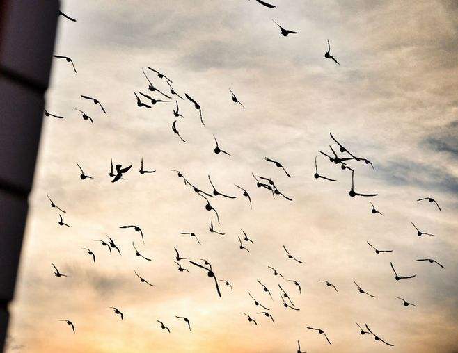 即使未曾吃过燕窝，这几个燕窝“之最”难道也不想知道？