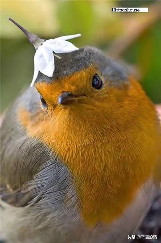 鸟类选美赛,最新鸟类选美大赛