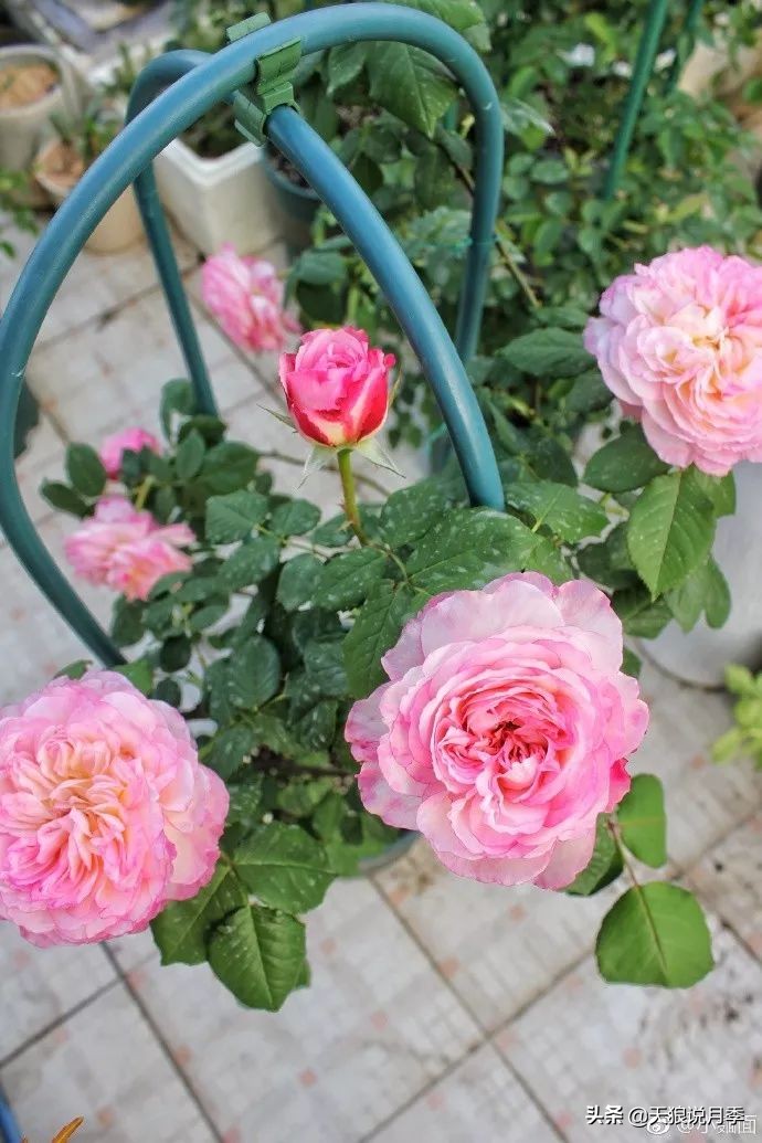 又一个十年,国产自育品种