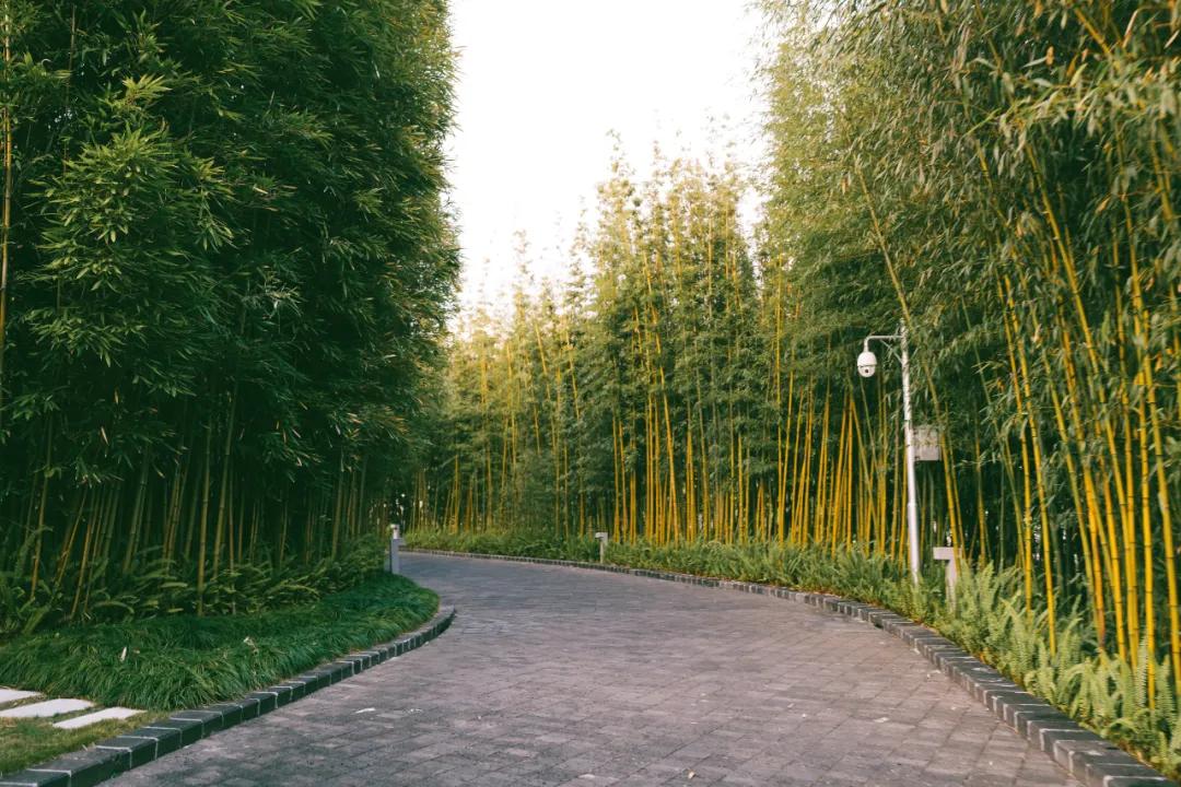 想泡温泉去哪个城市,想泡温泉不妨到成都这里来