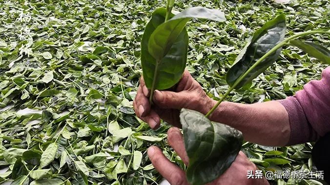 永春佛手春茶,永春佛手茶叶产区