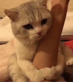 猫咪的十大坏习惯,猫咪十大常见病和预防方法