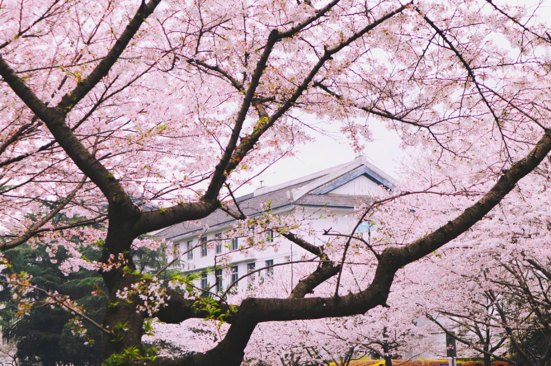 戴口罩的冬天太漫长，差点忘了中国的春天有多美