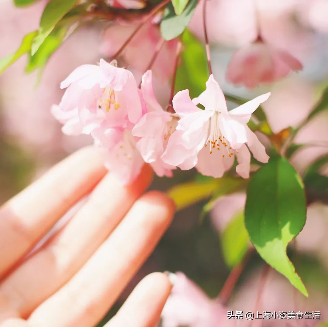 顾村公园一年一度赏樱,顾村公园赏樱点