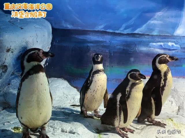 重庆某海洋公园半夜现神秘“驴叫”竟然是企鹅在叫