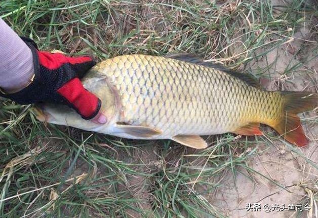 野钓不要总想着用“小药”爆护，小药真的有用吗？不要在交智商税