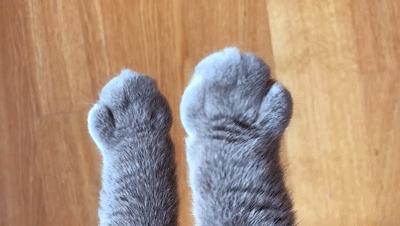 猫屎太臭事件,猫屎的来历