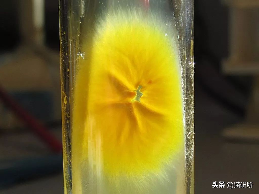 铲屎官得了猫癣怎么处理,铲屎官必知猫咪急救办法