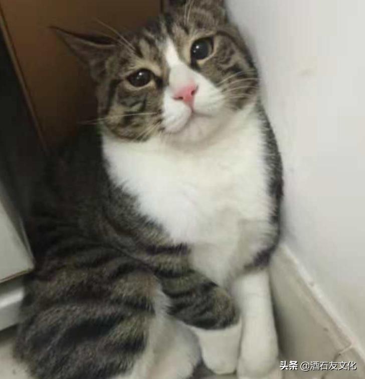 狗见了老虎和猫见到老虎的反应,猫第一次见到老虎会怎样