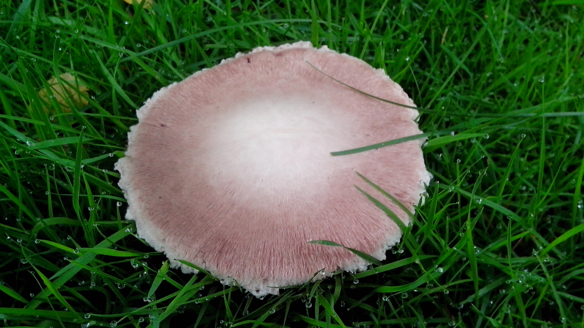 德国男人的真正面目,德国男人严谨的习惯