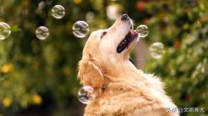 原来小狗狗也害怕打雷,狗狗害怕打雷躲起来要怎么安抚它