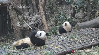 如何快速识别熊猫,熊猫的战斗力在动物界排名