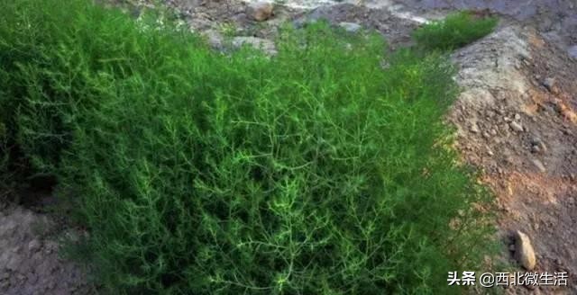 兰州蓬灰牛肉面的蓬灰,兰州正宗清汤蓬灰牛肉面