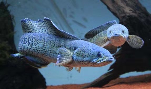 精心挑选6种最容易饲养的观赏鱼,想要选择比较容易饲养的观赏鱼