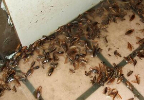 家中入侵蟑螂哪些粗暴的解决方法,装橱柜前怎么预防蟑螂