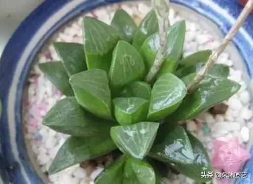 多肉十二卷寿的窗口怎么不透明,多肉热点话题