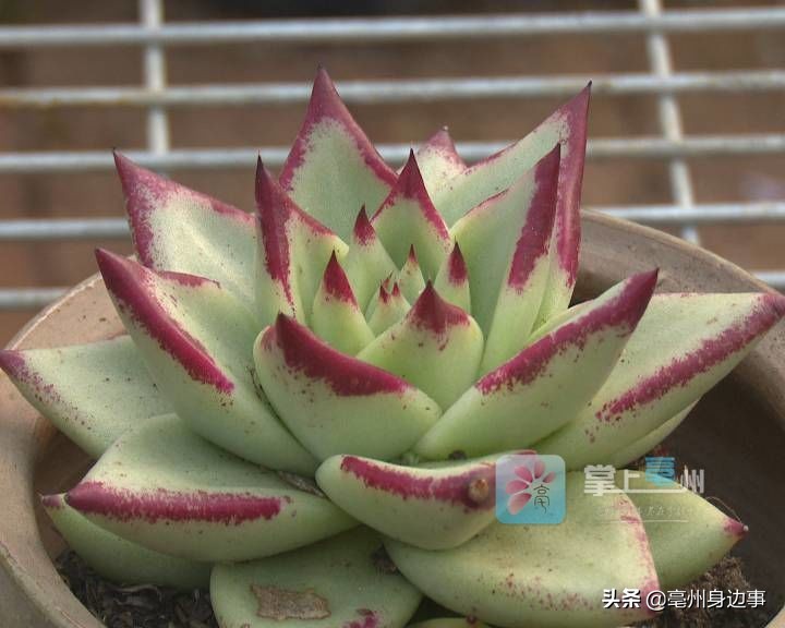 有能耐！亳州小伙回乡创业打造“多肉乐园”