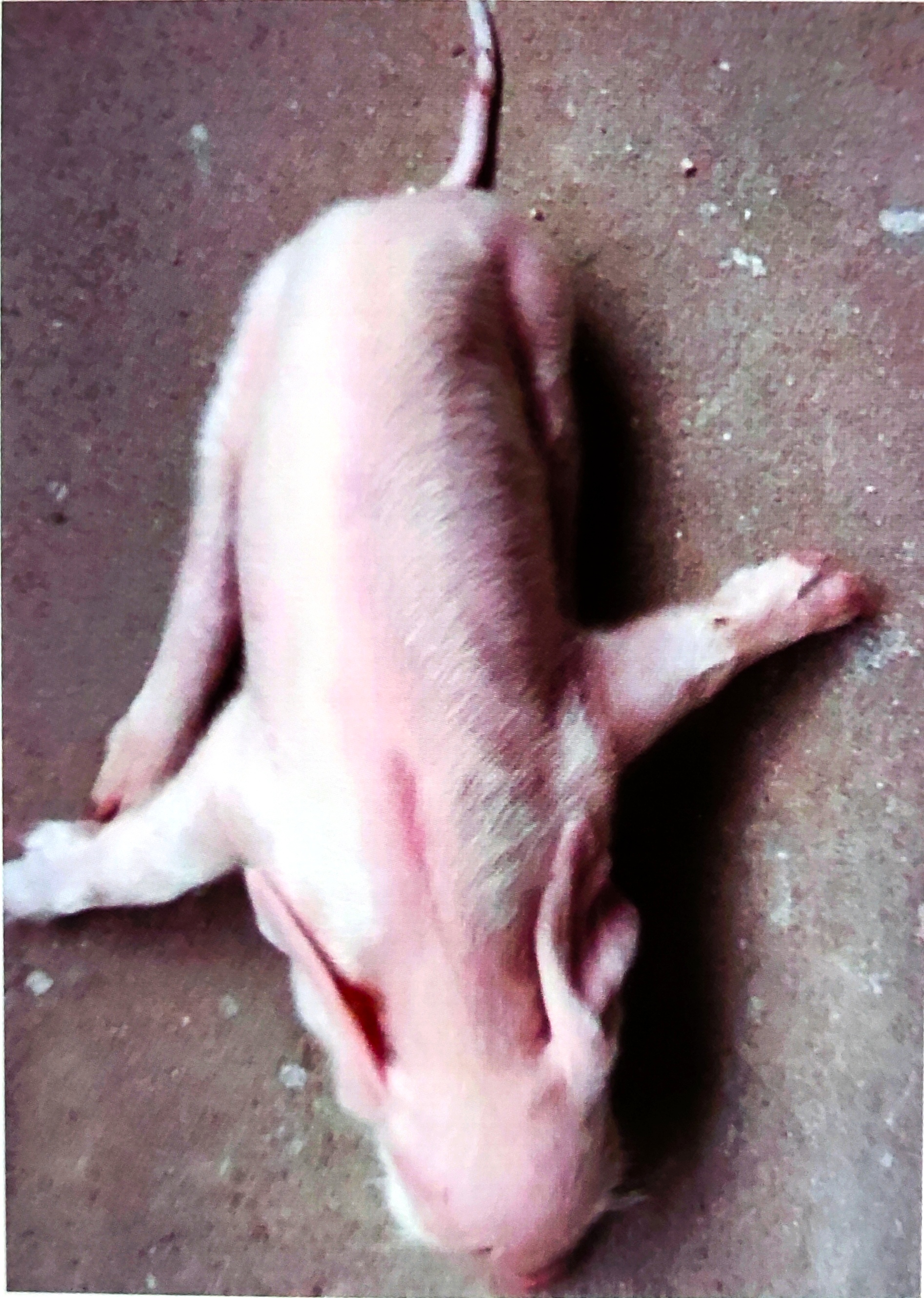 饲料中玉米赤霉烯酮超标会罚款吗,饲料玉米赤霉烯酮最新国家标准