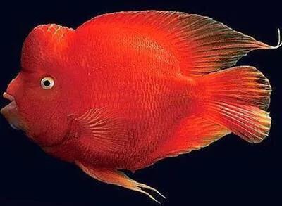 财神鱼哪种比较漂亮,起头财神鱼