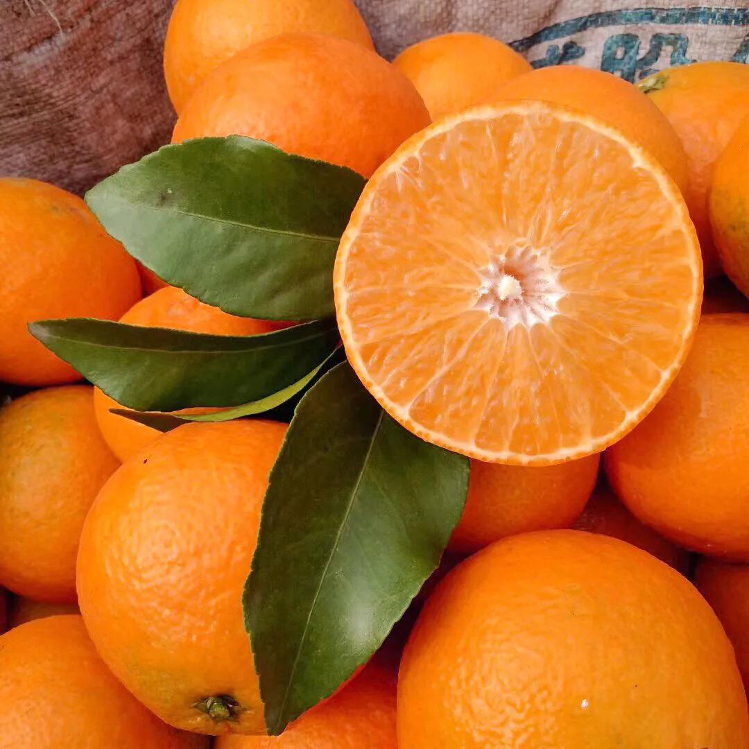 家乡的果子,家乡特产果子图片