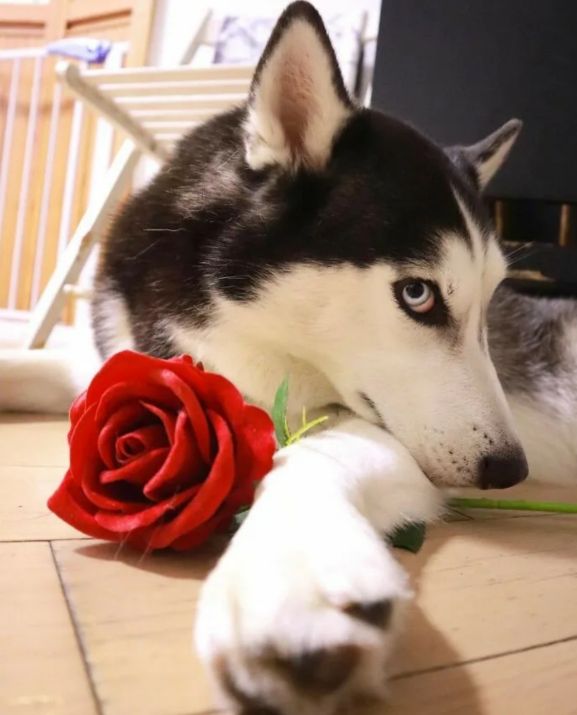 俄罗斯名犬中亚牧羊犬,俄罗斯西伯利亚雪橇犬