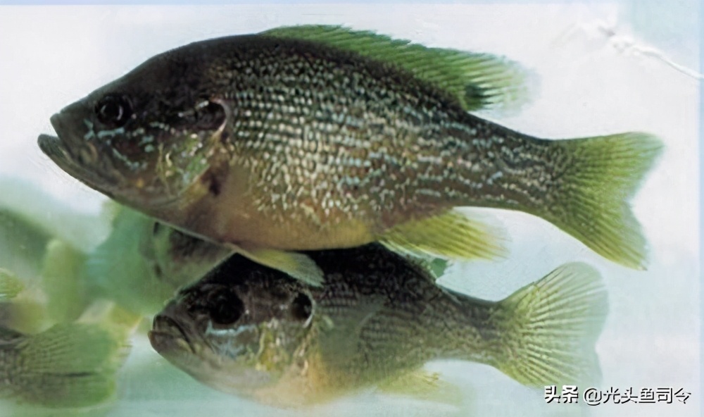 十大外来鱼,六种鱼别放生