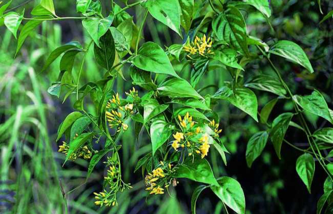 鎴峰涓嶈兘瑙︾鐨勬瘨鑺辨湁鍝簺,鍝簺姣掕姳涓嶈兘瑙︾