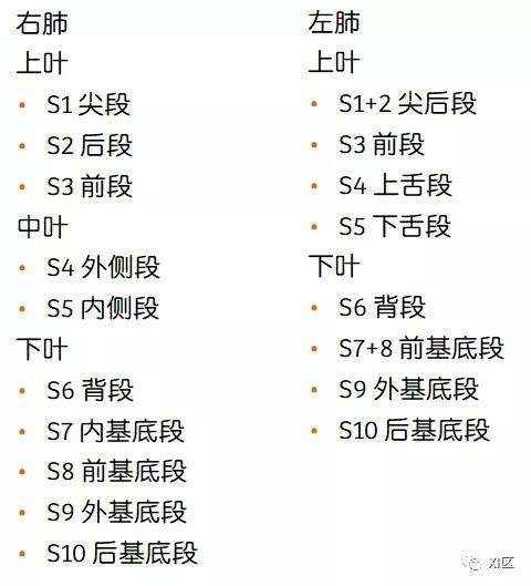 如此详细的肺部影像解剖，有点儿酷