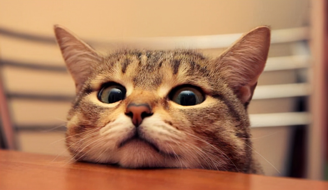 狗有老虎的基因吗,狗妈带大的老虎基因会改变吗