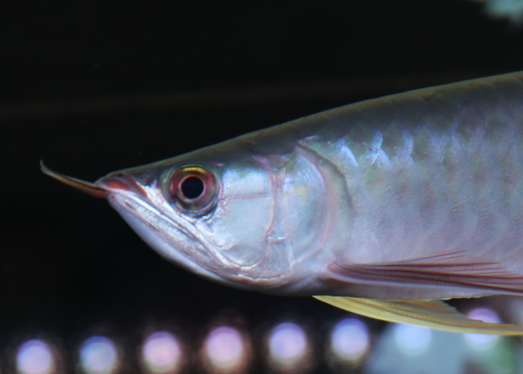 龙鱼严重怕人怎么办,龙鱼到家不吃东西