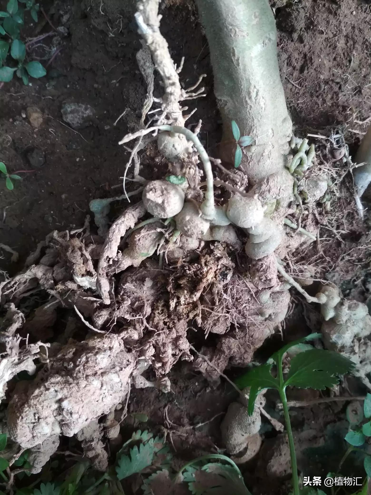 教你识别十大虫害,专治各种害虫图谱大全