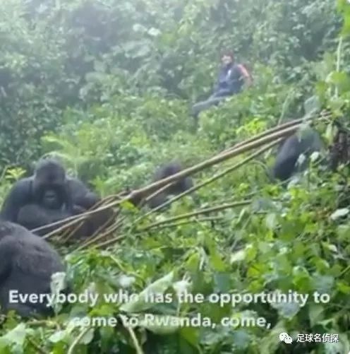 阿森纳中卫出售,阿森纳将砸重金买人争取争冠