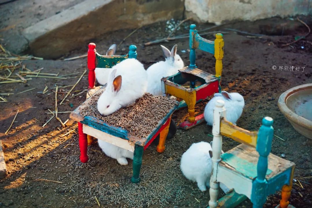 古代突尼斯城的港口,古老的地中海