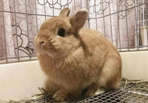 兔子拉肚子最快的解决方法,兔子拉稀拉葡萄便怎么办