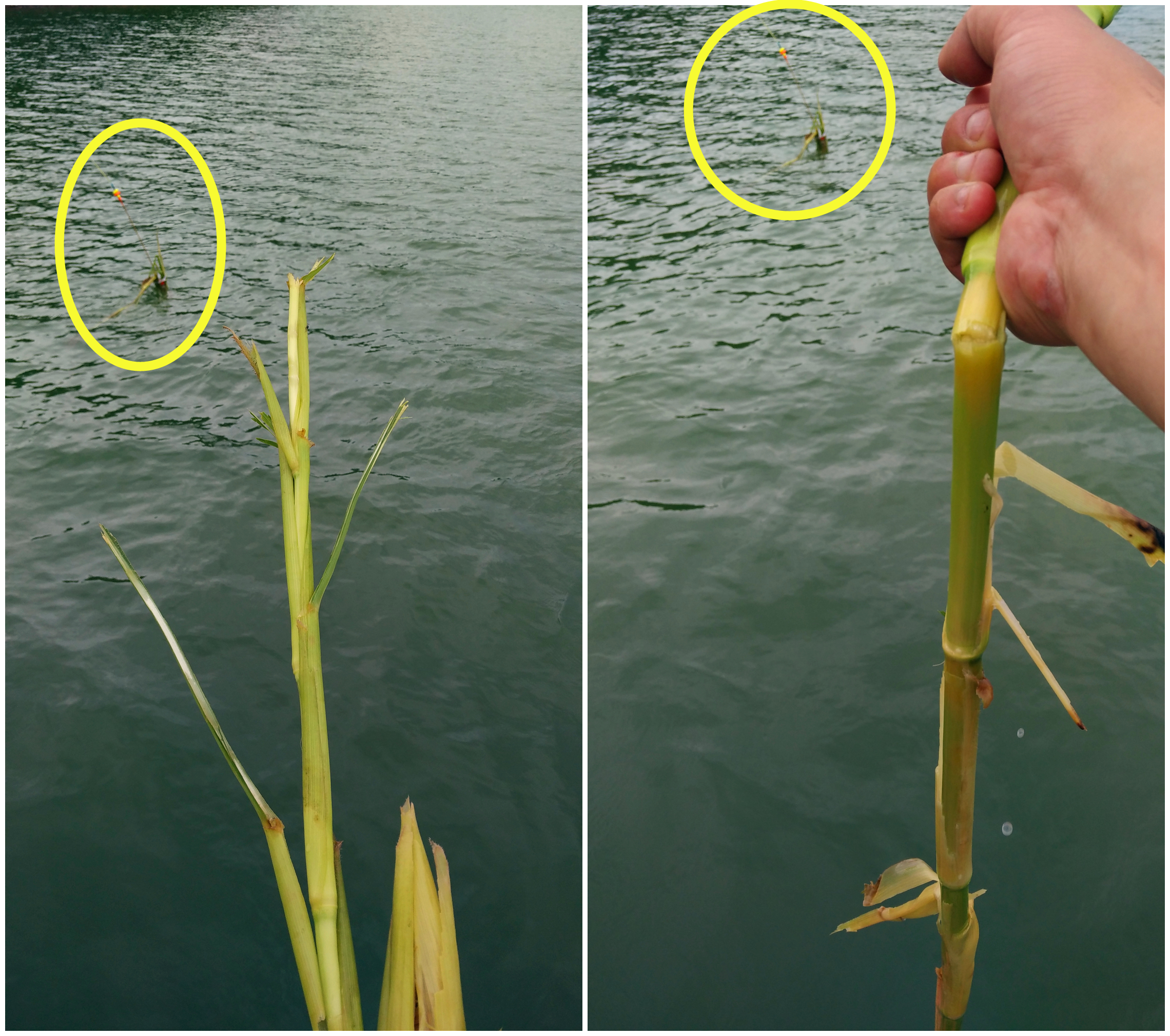 草鱼窝料水库,夏季专攻草鱼的窝料