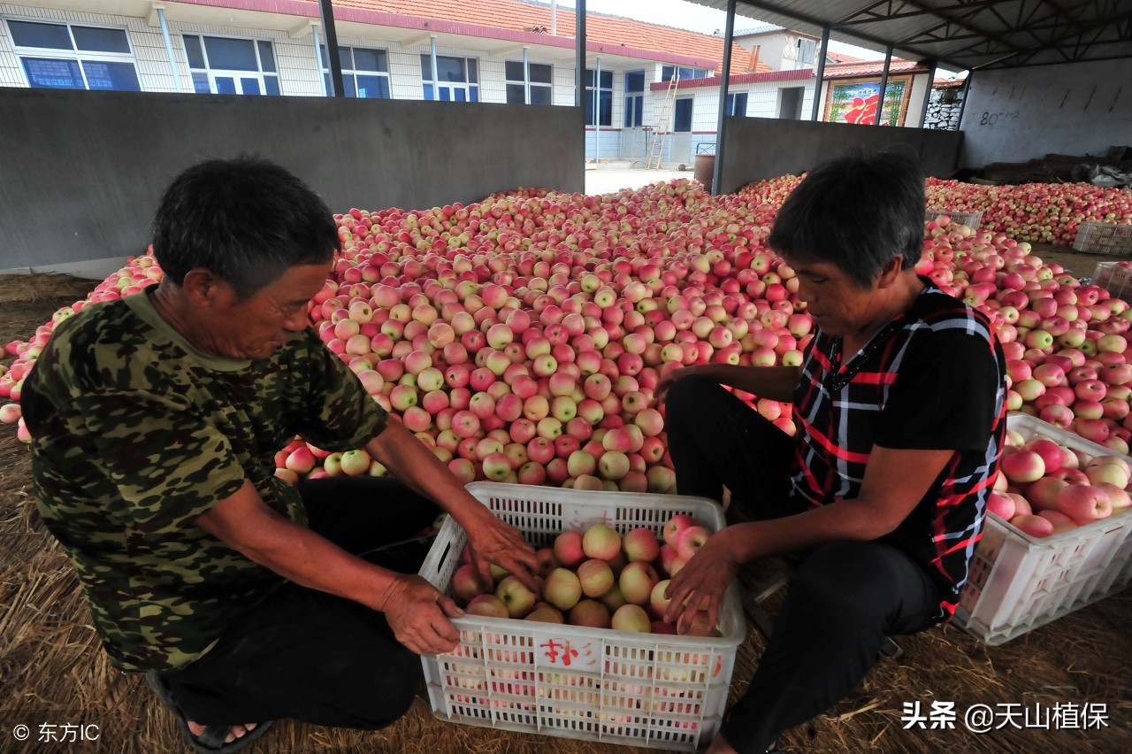 苹果产区行情硬挺,苹果价格回暖行情复苏