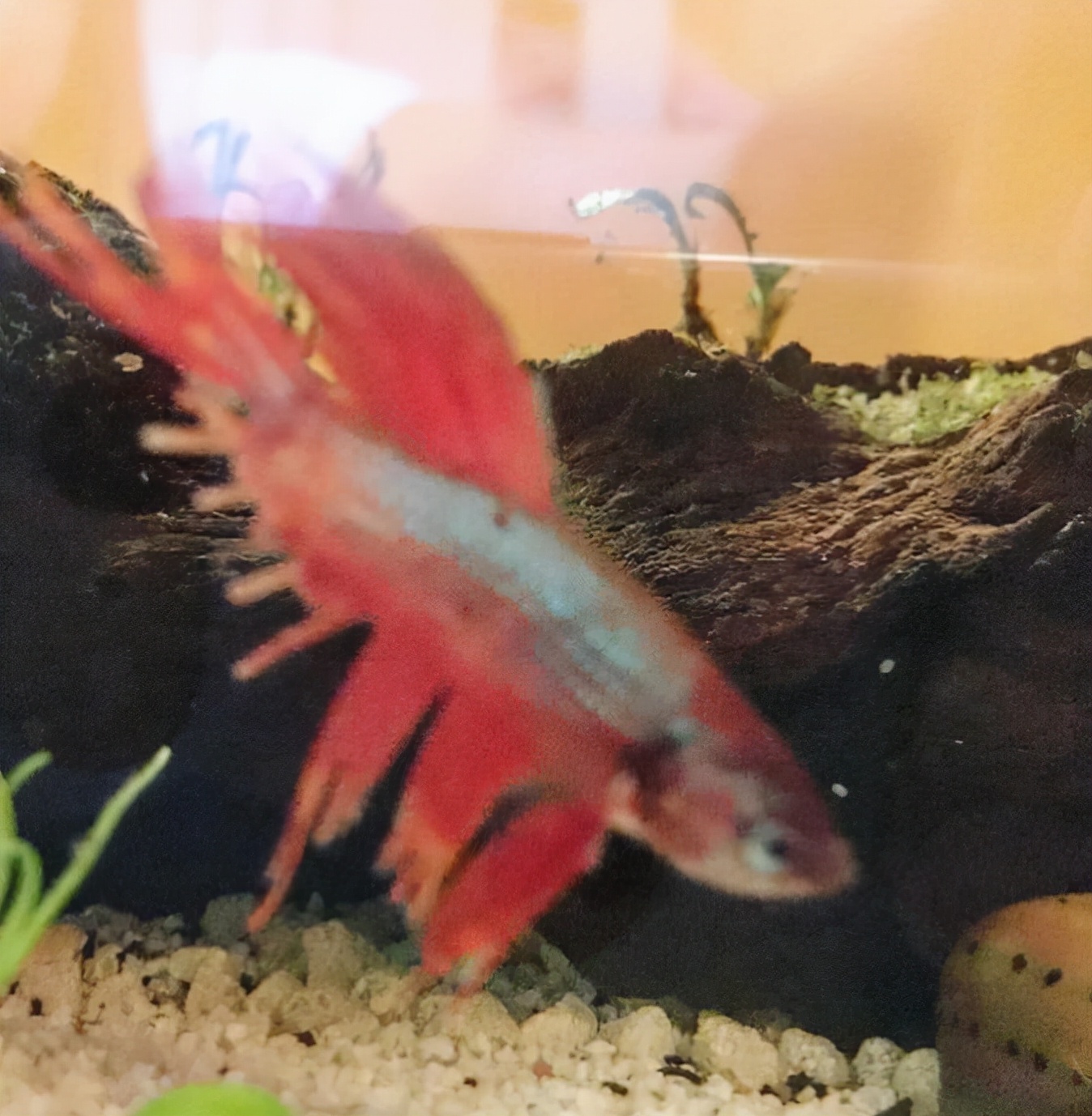 外国女子救下崩溃男子,外国女生救斗鱼