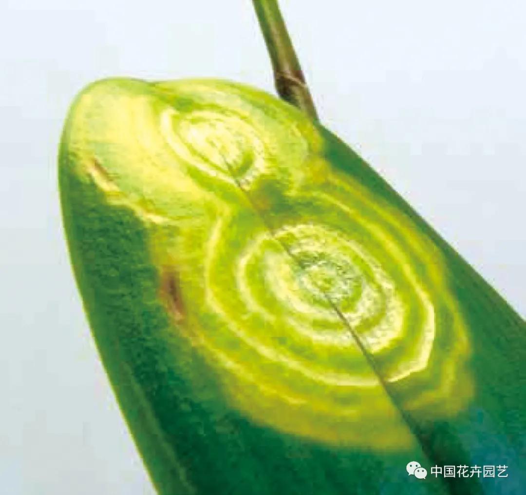 植物病毒都有哪些,植物的病毒