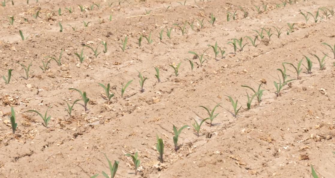 玉米三叶期缺磷,玉米缺磷肥的症状图片